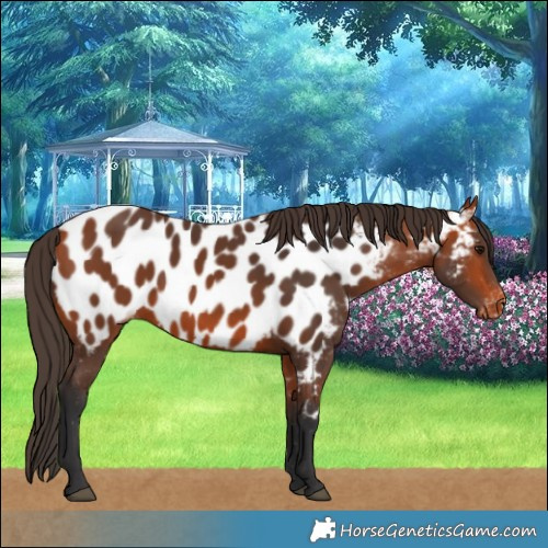 Horse Color:Bay Near Leopard 