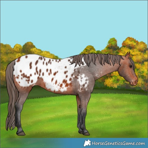 Horse Color:Bay Appaloosa 