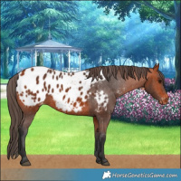 Horse Color:Bay Blanket 