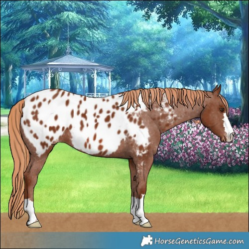 Horse Color:Chestnut Blanket 