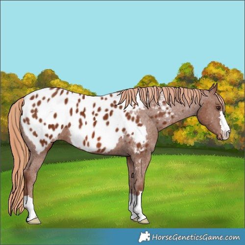 Horse Color:Chestnut Appaloosa 