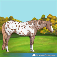 Horse Color:Chestnut Blanket 