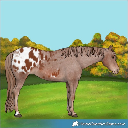 Horse Color:Chestnut Appaloosa 