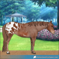 Horse Color:Chestnut Blanket 
