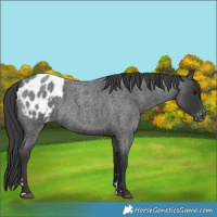 Horse Color:Blue Roan Appaloosa 