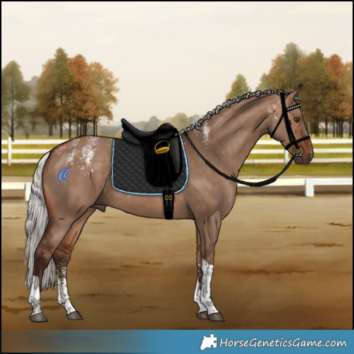 Horse Color:Powder White Silver Bay Dun Tobiano Rabicano 