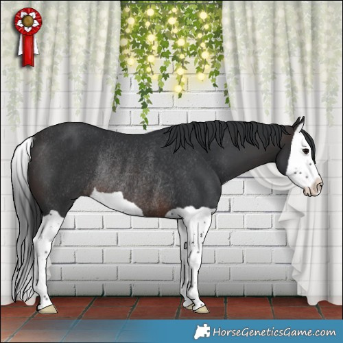 Horse Color:Brown Splash Rabicano 