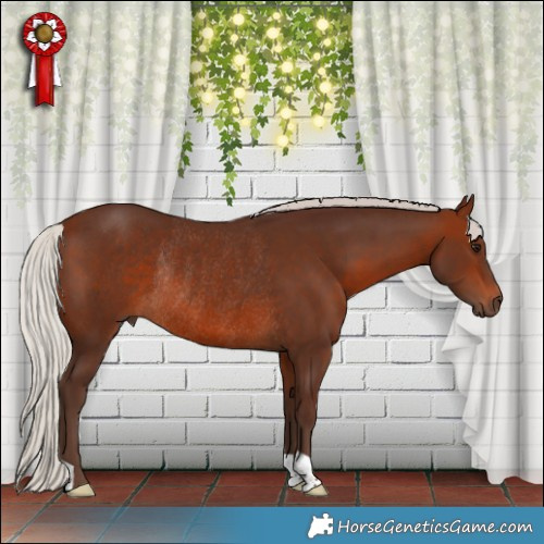 Horse Color:Silver Brown Rabicano 
