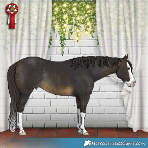 Horse Color:Buckskin Splash Rabicano 