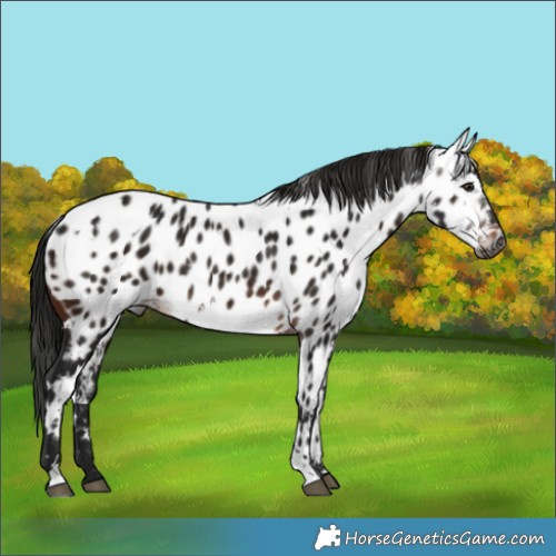 Horse Color:Gray White Spotted Brown Appaloosa 
