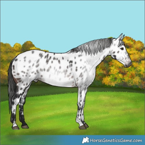 Horse Color:Gray White Spotted Brown Near Leopard