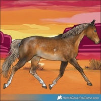 Horse Color:Chocolate Palomino Sabino 