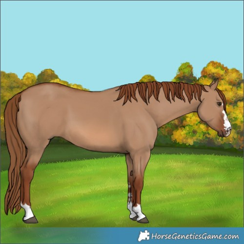 Horse Color:Red Dun 