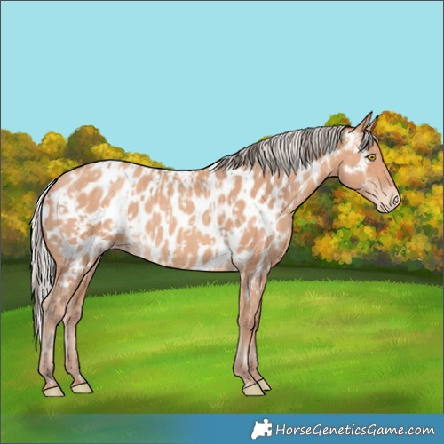 Horse Color:Amber Champagne Appaloosa  and Silver Amber Champagne Appaloosa 
