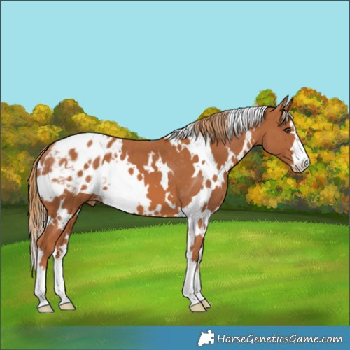 Horse Color:White Spotted Chestnut Varnish