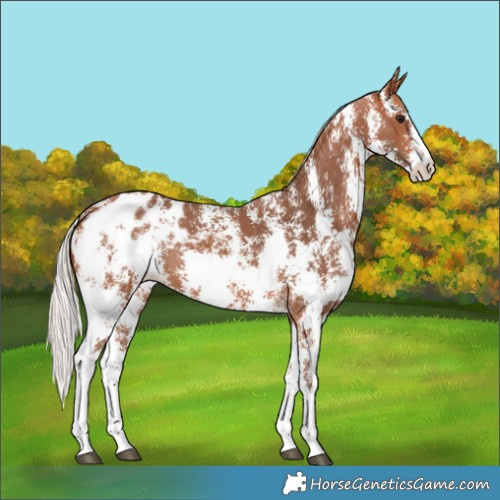 Horse Color:Silver Bay Sabino Appaloosa 