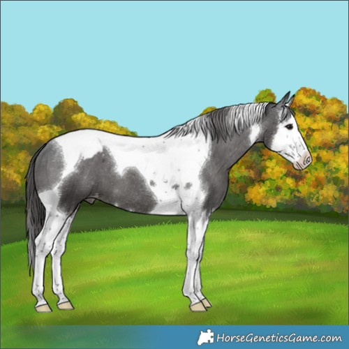 Horse Color:Black Splash Tobiano Snowcap 