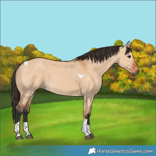 Horse Color:Bay Dun Tobiano Rabicano 