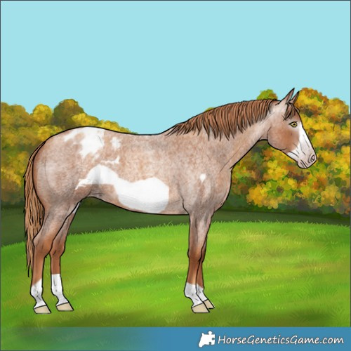 Horse Color:Gray Gold Champagne Roan Frame Appaloosa 