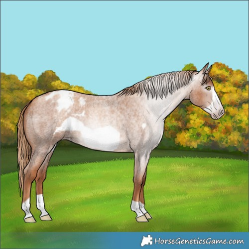Horse Color:Gray Gold Champagne Roan Frame Blanket 