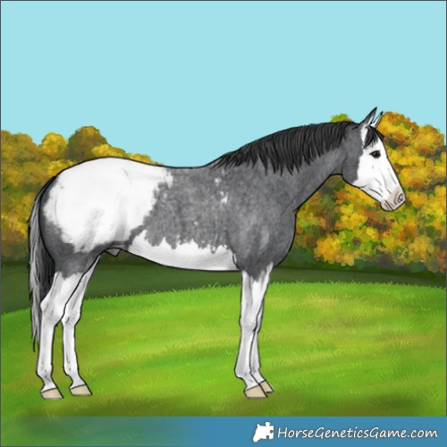 Horse Color:Blue Roan Splash Snowcap
