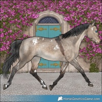 Horse Color:White Spotted Brown Dun Merle 