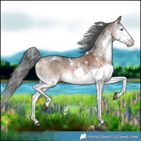 Horse Color:White Spotted Brown Dun Merle Splash 
