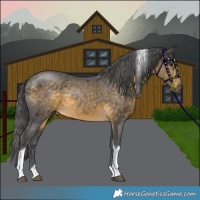 Horse Color:Buckskin Merle Tobiano
