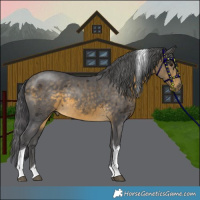 Horse Color:Buckskin Merle Tobiano
