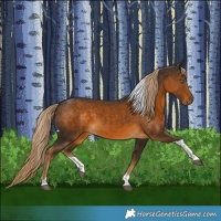 Horse Color:Chocolate Palomino Tobiano 
