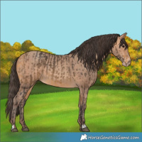 Horse Color:Buckskin and Amber Champagne