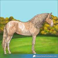 Horse Color:Chestnut Sabino Tobiano  and Gold Champagne 