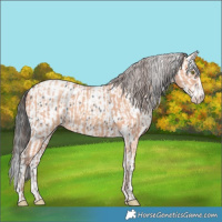 Horse Color:Amber Champagne  and Black Splash Leopard 