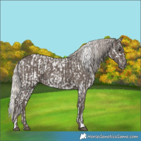 Horse Color:Silver Black Sabino Tobiano Near Leopard and White Spotted Silver Black