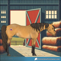 Horse Color:Buckskin 