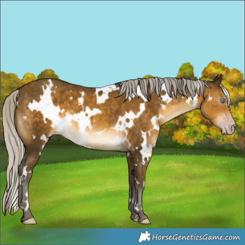 Horse Color:Gray White Spotted Silver Sable Cream Champagne 