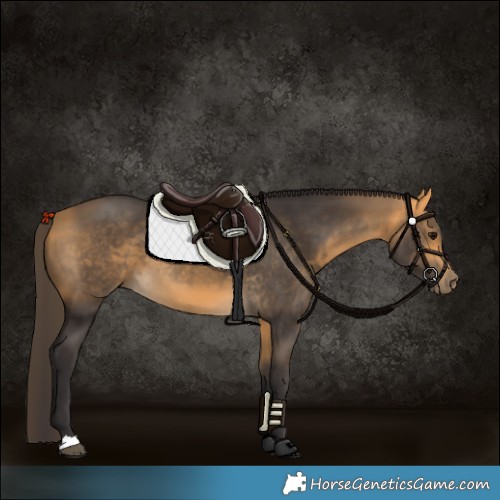 Horse Color:Buckskin