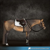 Horse Color:Buckskin 