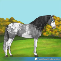 Horse Color:White Spotted Blue Roan Splash Frame Appaloosa 