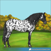 Horse Color:Black Appaloosa 