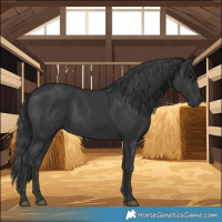 Horse Color:Black 