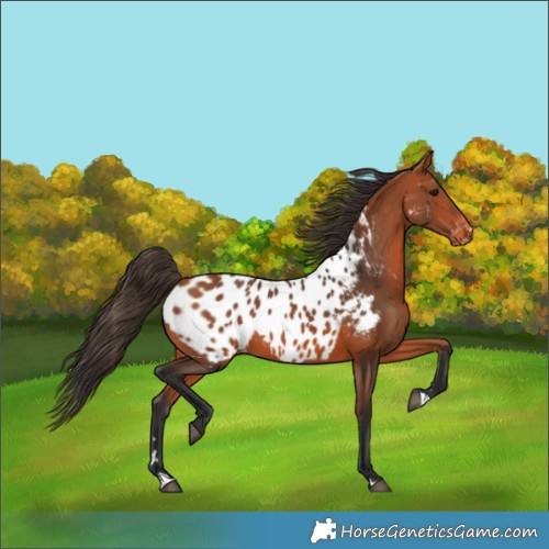 Horse Color:Bay Appaloosa 