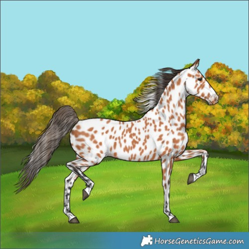 Horse Color:Bay Appaloosa 