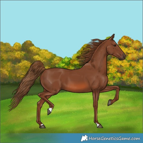 Horse Color:Chestnut 
