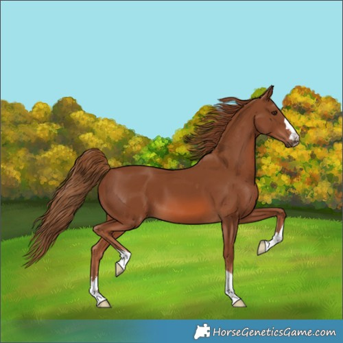 Horse Color:Chestnut 