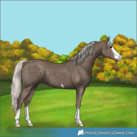 Horse Color:Silver Black 