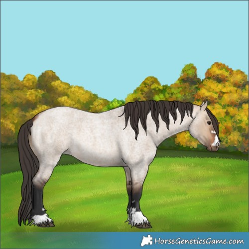 Horse Color:Bay Roan Dun 