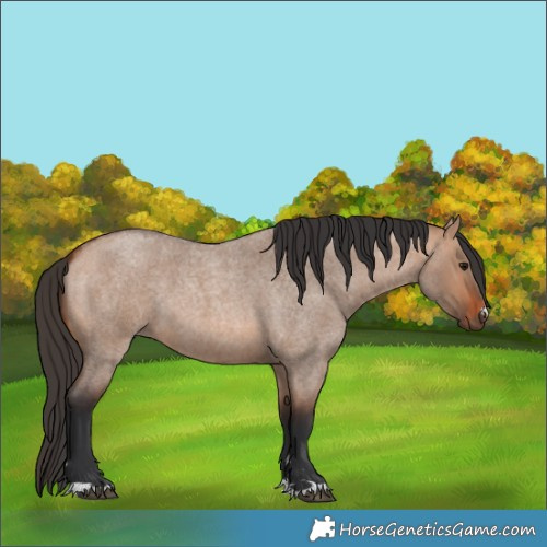 Horse Color:Bay Roan Dun 
