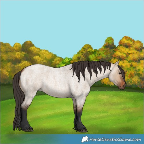 Horse Color:Bay Roan Dun 