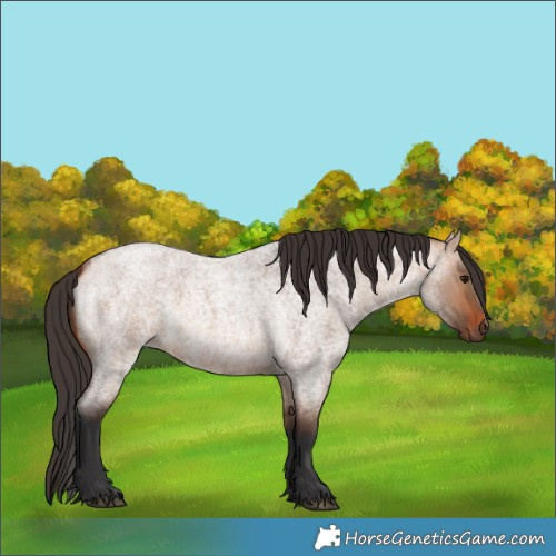 Horse Color:Bay Roan Dun 